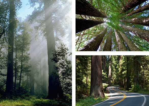 Montage of California Redwoods
