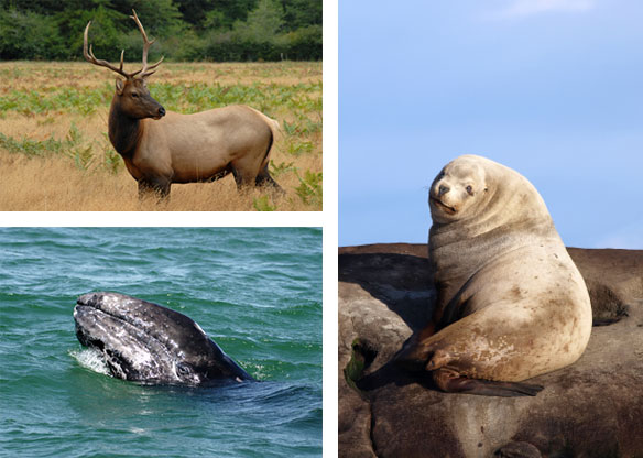 Montage of wildlife: Roosevelt elk, gray whale, sea lion